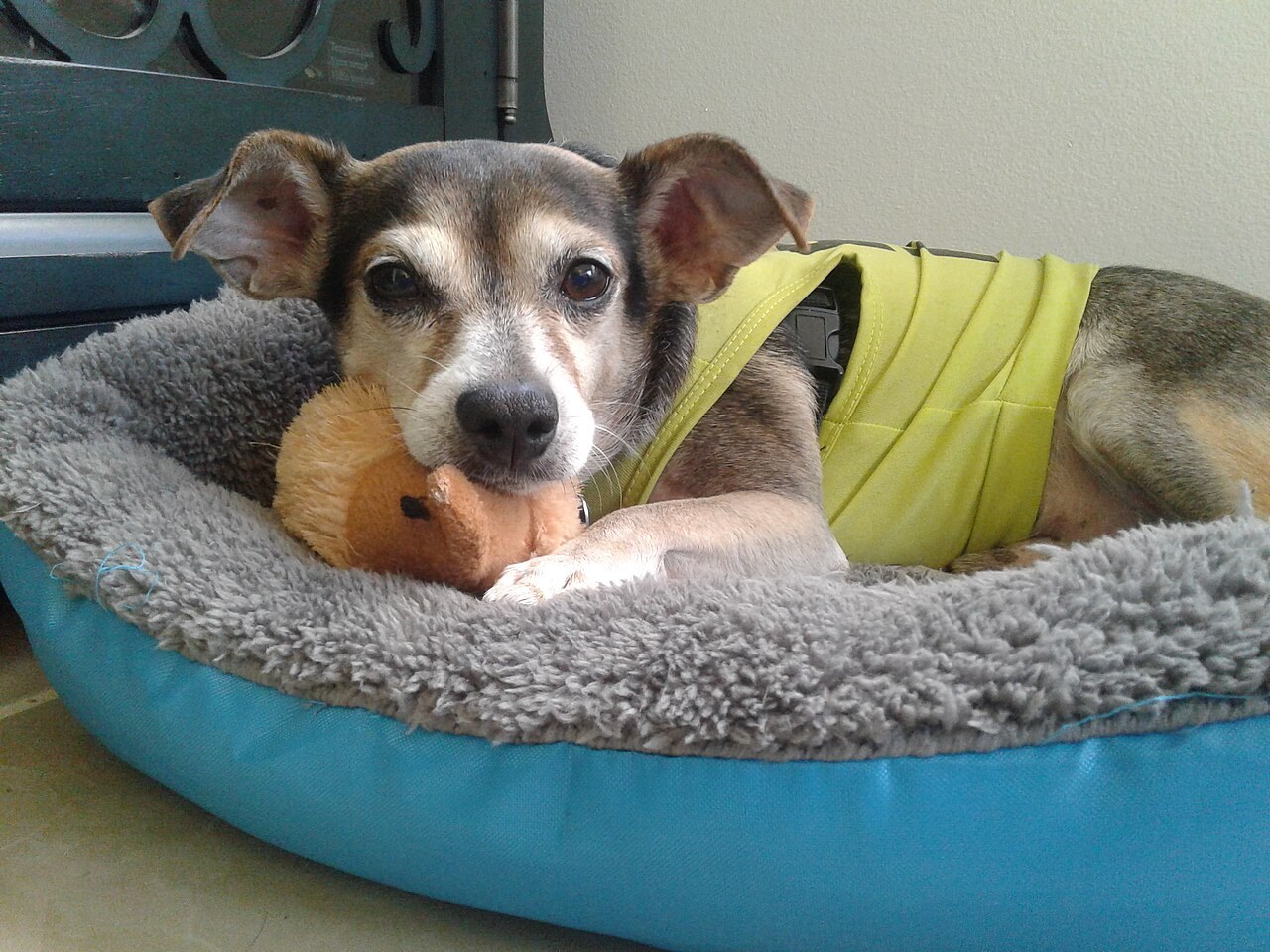 Dog-friendly accommodation: facilities and rules are different