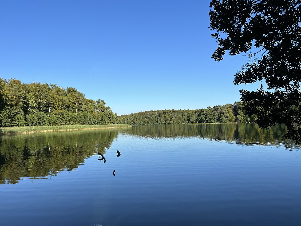 Liepnitzsee kennenlernen: Wald, Ufer und Inselperspektive