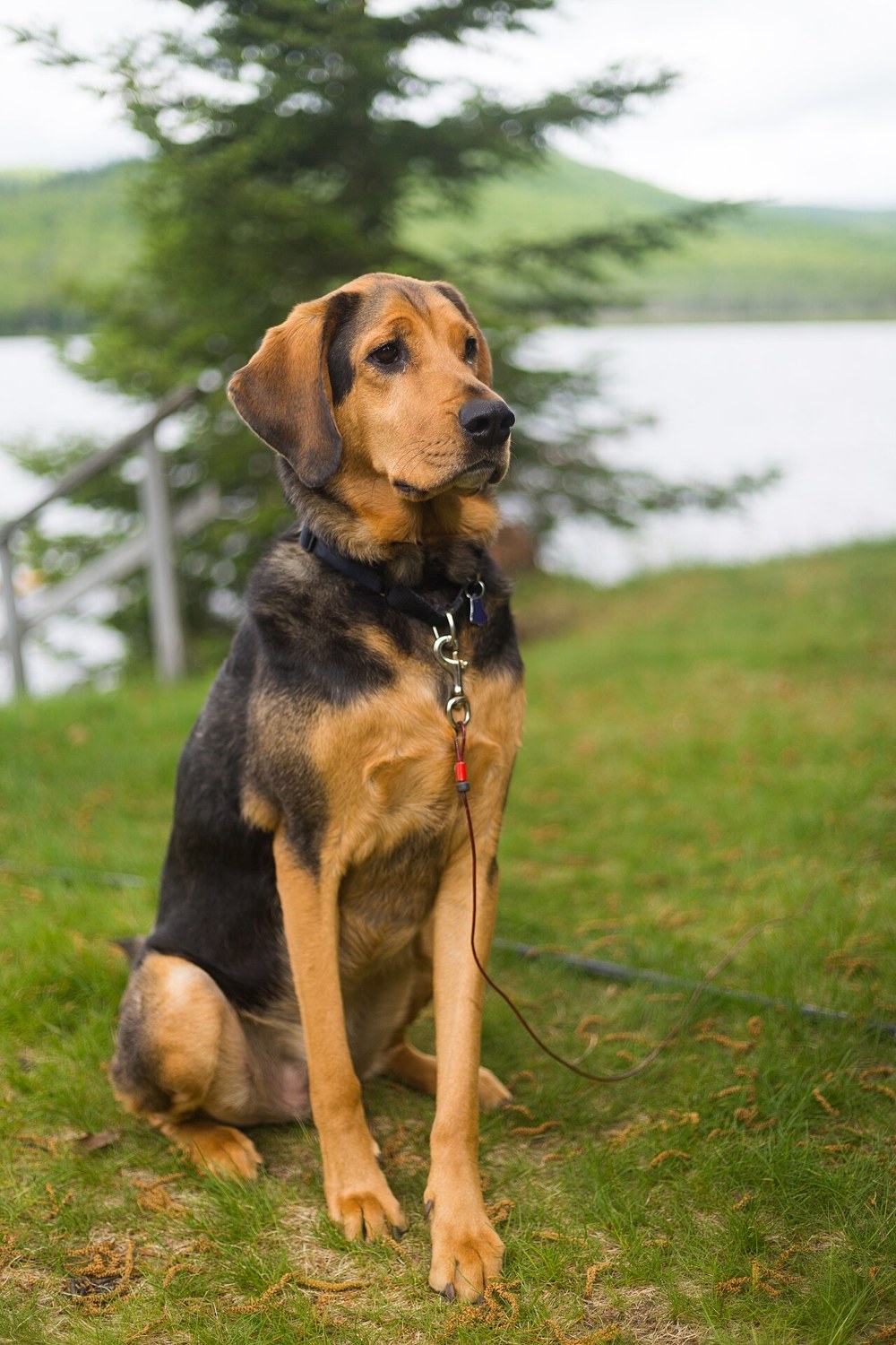 Mit Hund ans Wasser: Zugang und örtliche Regeln zuerst klären
