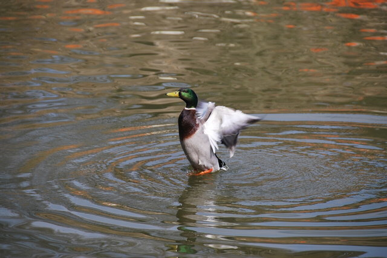 Vögel am See beobachten: Distanz statt Futter