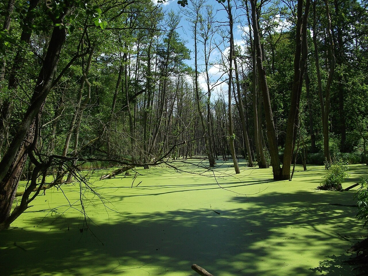 Naturpark Barnim: Landschaft verstehen und Ausflüge auswählen