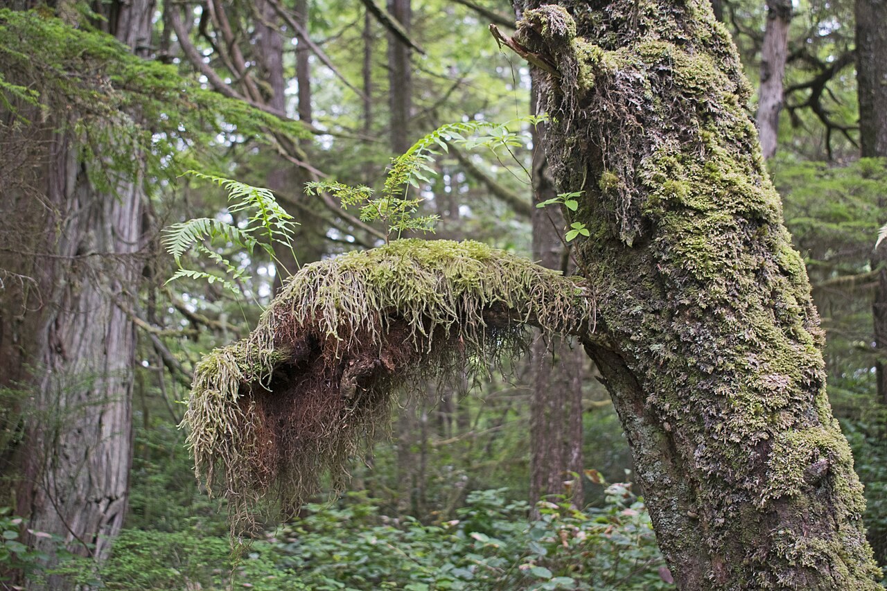 Waldwege nach Regen: Den Plan an die Bedingungen anpassen