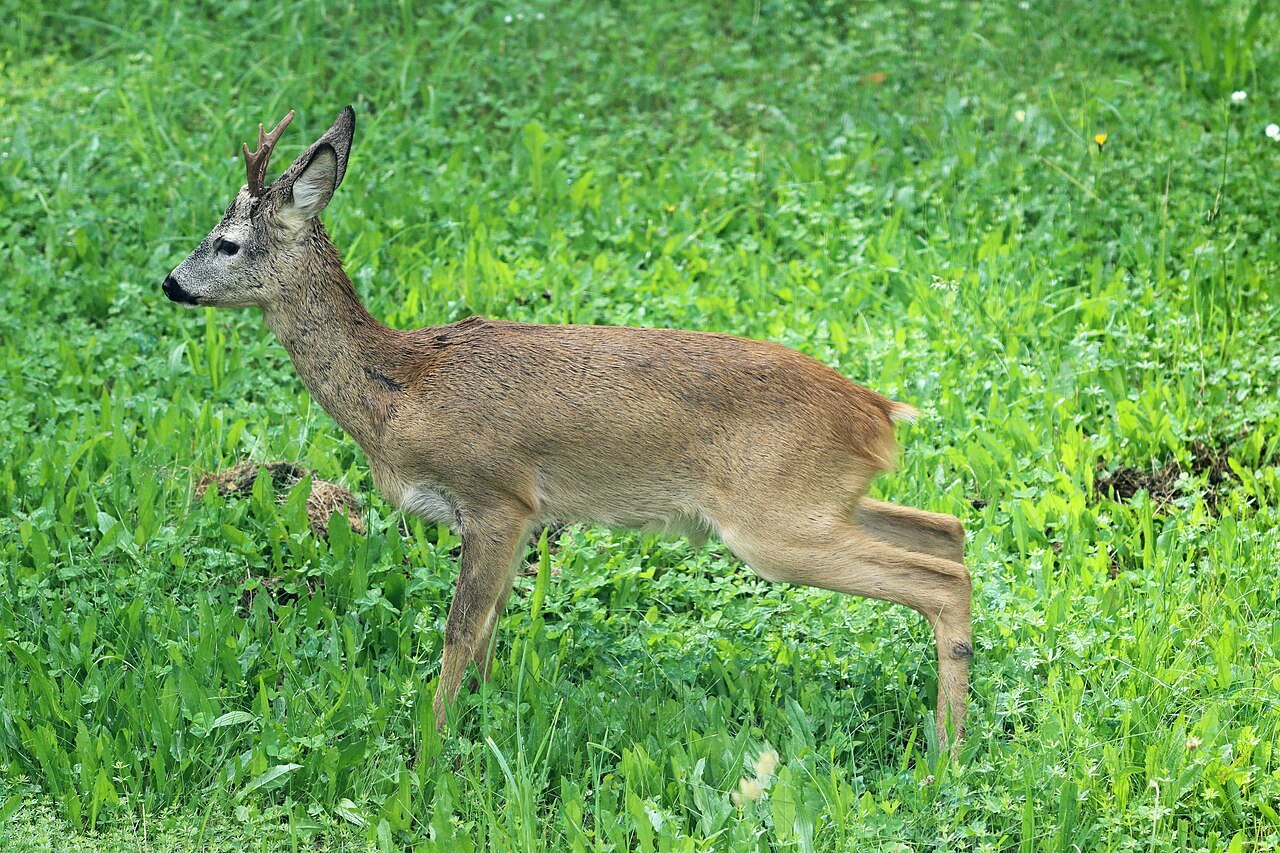 Wildtiere beobachten: Ruhe und Abstand gehören dazu
