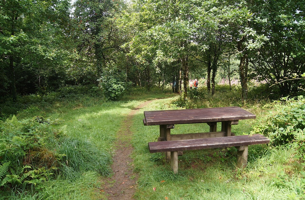 Eine Pause im Wald: Platzwahl, Rücksicht und mitgebrachte Dinge