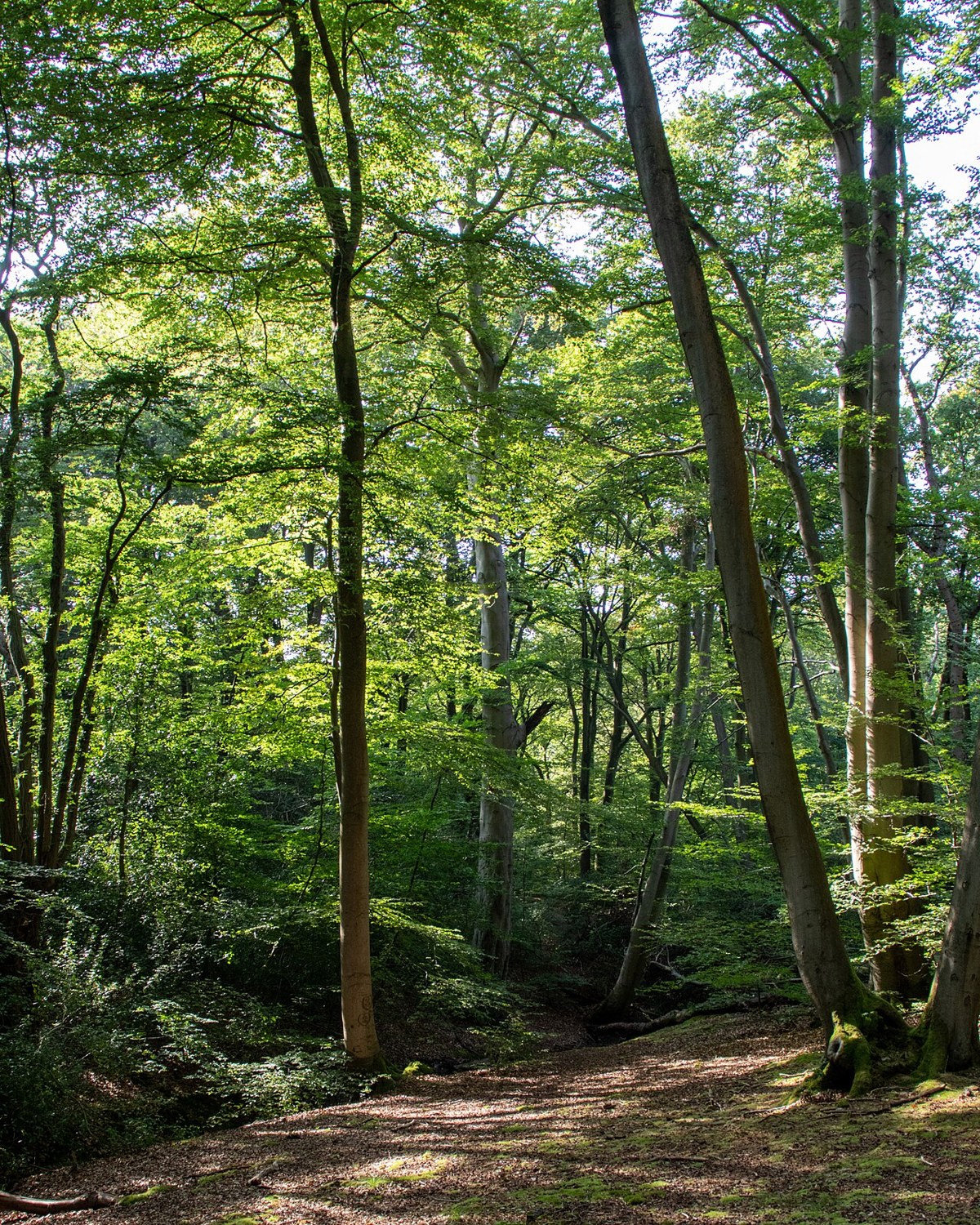 Ein Hörspaziergang: Waldgeräusche gemeinsam wahrnehmen