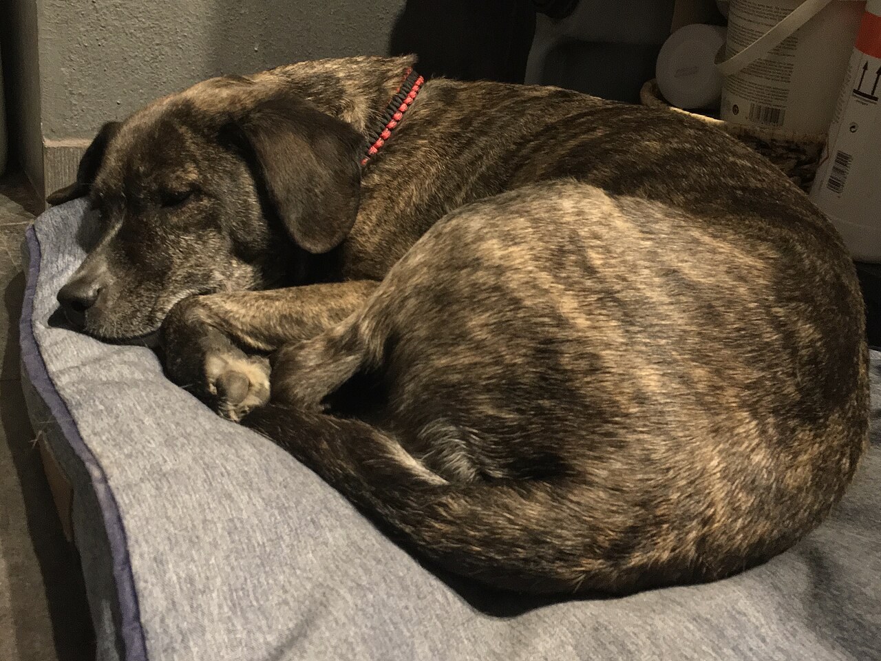Mit Hund im Ferienhaus ankommen: Ruheplatz und Routinen