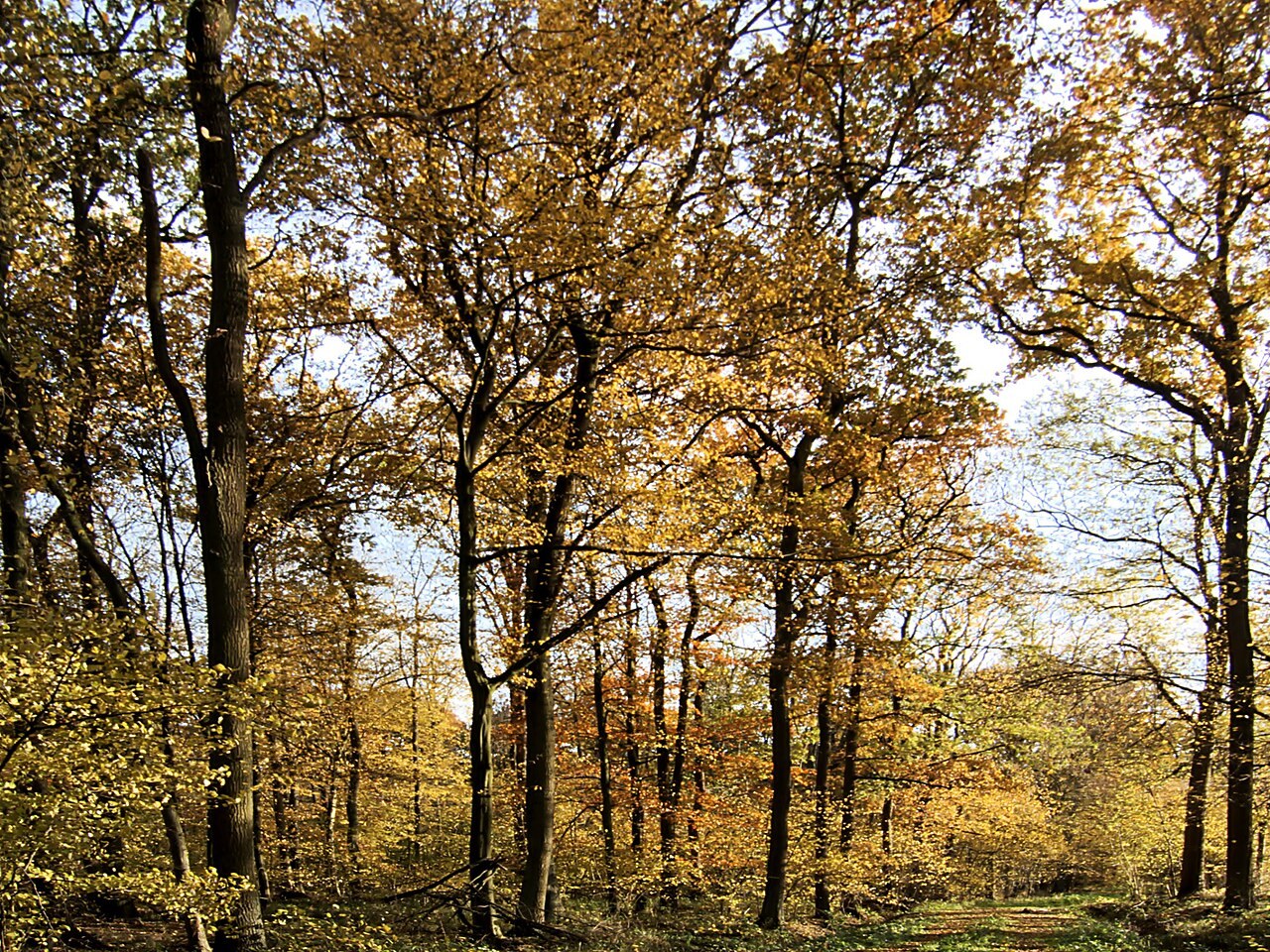 Herbstlaub im Barnim: Einen langsamen Waldtag gestalten